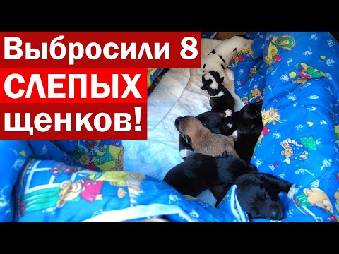 Видео: Восемь щенков воссоединяются с однопометниками в клинике Vet благодаря одному особому человеку