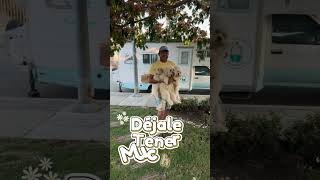 El #secreto para un #matrimonio #feliz tener muchos #perros #dogshorts #humorlatino