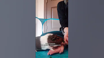 Морские свинки любят хозяина? #shorts #морскаясвинка