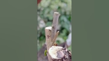 những video cây cảnh đẹp của các nhà vườn 0386700914 giao luư các loại cây cảnh