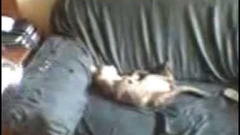 acorda preguiçoso!!