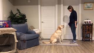 5 Step Behavior Chain
