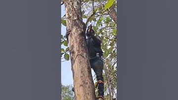 nice work with spike theak tree cutting #kananchainsaw #treecuttingkerala #chainsaw #tree