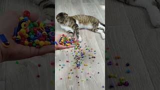 Marbles  🌈 Cat Barsik Reverse Video #marblerunandmore #asmr #funny #reversevideo #cat