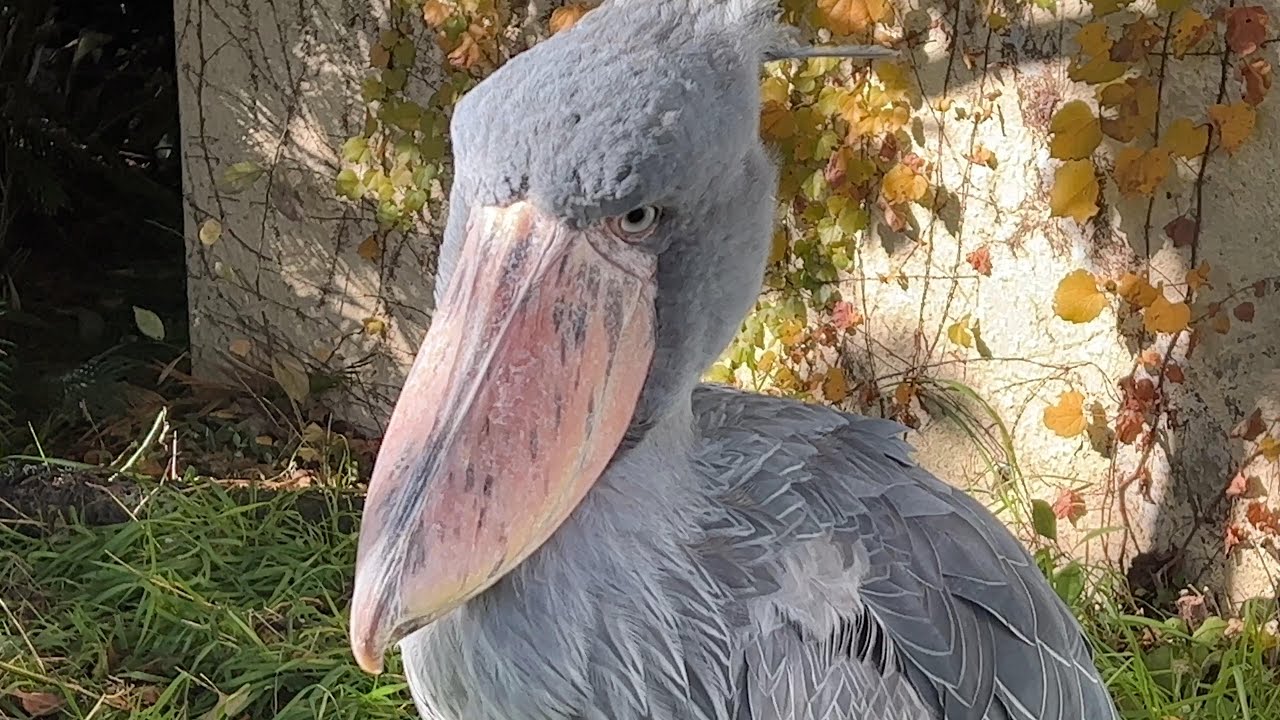 ハシビロコウ ハシビロコウ【2022年12月14日】【上野動物園】 - YouTube