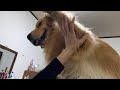 荒れ狂う愛犬を一瞬で鎮めるパワーワードがコチラ