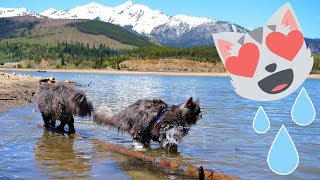 Dipping CATS in LAKE WATER! Guess How They React... by Kitsune Siberian Forest Cats 4,978 views 4 years ago 16 minutes