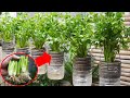 Surprised With How To Grow Celery In Plastic Bottles Quickly | How To Grow Celery At Home