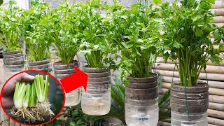 Surprised With How To Grow Celery In Plastic Bottles Quickly | How To Grow Celery At Home