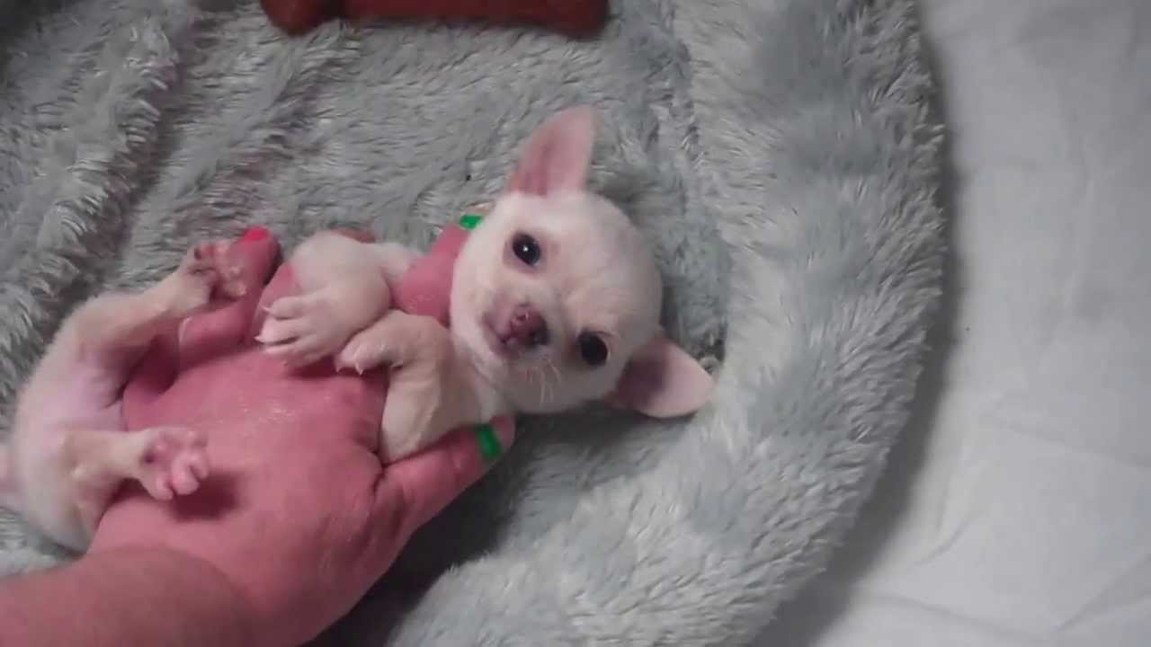 white chihuahua puppy