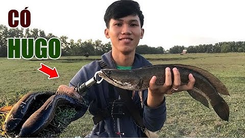 Câu Lure Cá Lóc ✅ Câu Cá Lóc Ao Lâu Năm Đụng Toàn HuGo Mập Ú | Tâm Râu Vlog #204