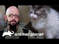 3 Ataques felinos que Jackson no podrá olvidar | Mi gato endemoniado | Animal Planet