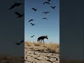 کفتار تنها با احتیاط در صحرای آزاد راه می رود در حالی که کلاغ ها از بالا تماشا می کنند อ กา هاین کفتار تنها با احتیاط در صحرای آزاد راه می رود در حالی که کلاغ ها از بالا تماشا می کنند อ กา هاین