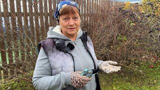 видео: Обрезка жимолости и дальнейший уход. Осенние работы в саду. картинка: Обрезка жимолости и дальнейший уход. Осенние работы в саду.