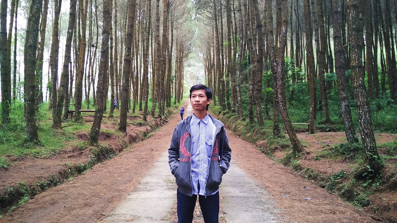 Hutan Pinus Kragilan (Top Selfie) Magelang, Jawa Tengah ...