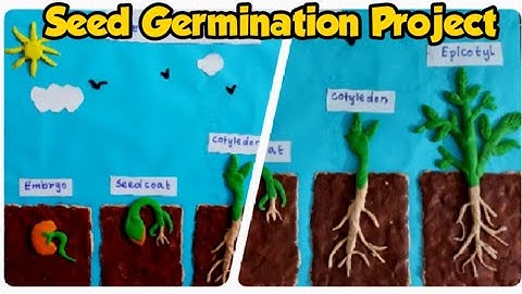 How to make Seed Germination Project with Clay | Seed Germination  Project | Plant Lifecycle Project