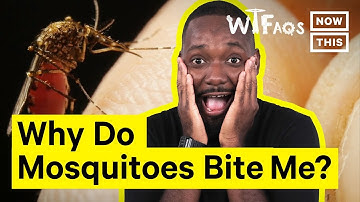 Why Mosquitoes Bite Some People More Than Others