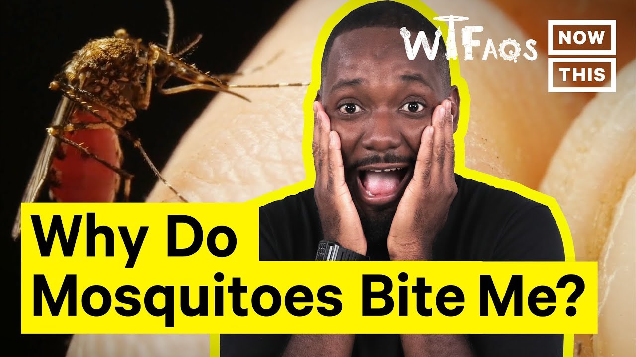 Why Mosquitoes Bite Some People More Than Others Youtube