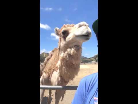 Cesar gets bit by a camel