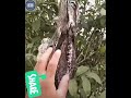 طائر بوتو وفن التخفي هو وصغيره وكأنهما جزءا من هذا الغصن   