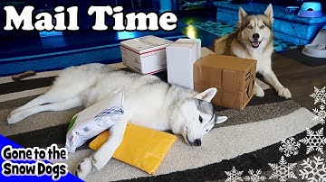 Huskies get Treat and Toys | Mail Time Unboxing