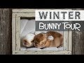 WINTER BUNNY TOUR - Down to 10 Bunnies!