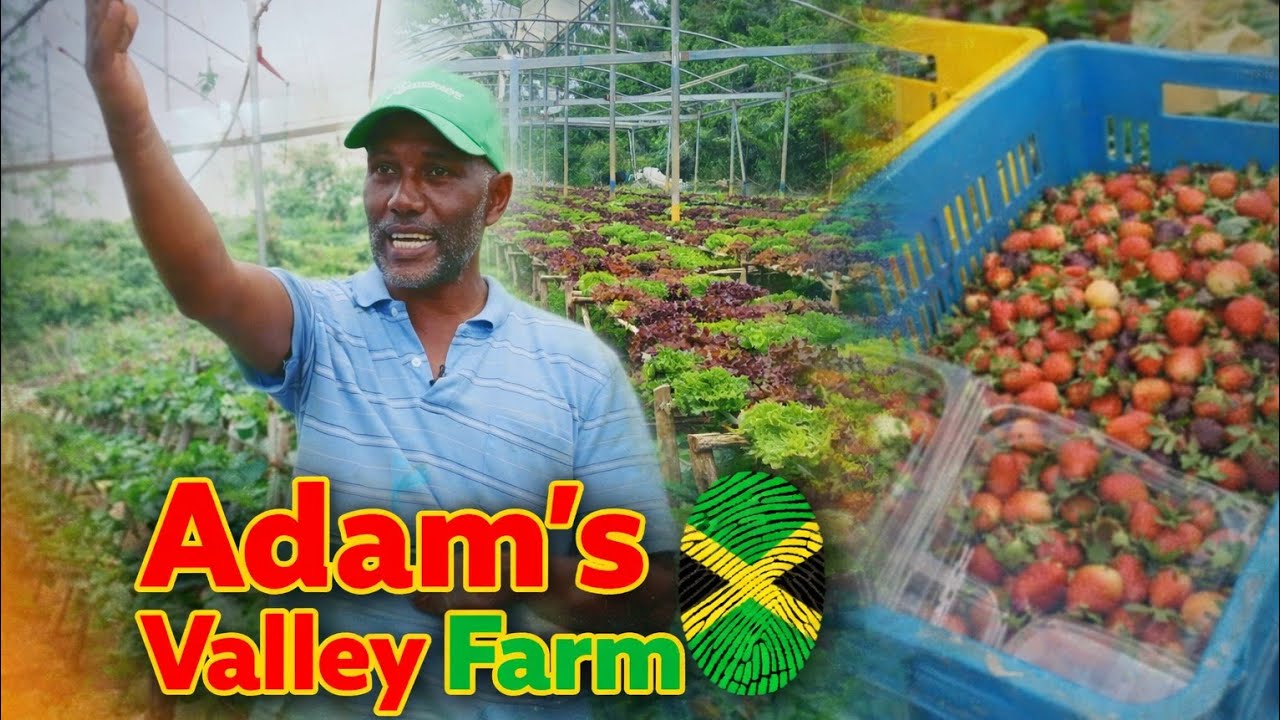 Фермер, выращивающий только одну культуру в год, который оживляет фермерскую жизнь Ямайки в долин...