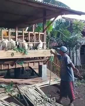 Konser bersama kambing