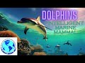 Capture de la vidéo Dolphins| Astonishing Life Of Dolphins |Ocean Symphony| Marine Life Documentary| Best Video