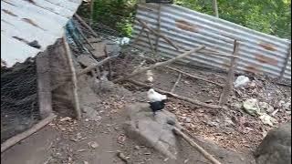 CINDY CUENTA COMO LE COSTO CON ESA CEIBA CUANDO QUERIA ASER SU CASA