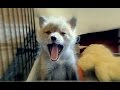 A Crazy Singing And Laughing Fox. What Did She Say? | Aquachigger