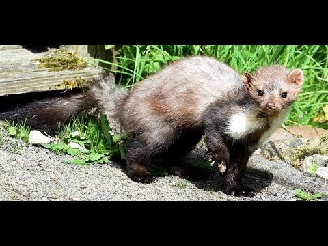 Video: Mottenkugelgefahren - Gefahren bei der Verwendung von Mottenkugeln zur Abwehr von Schädlingen