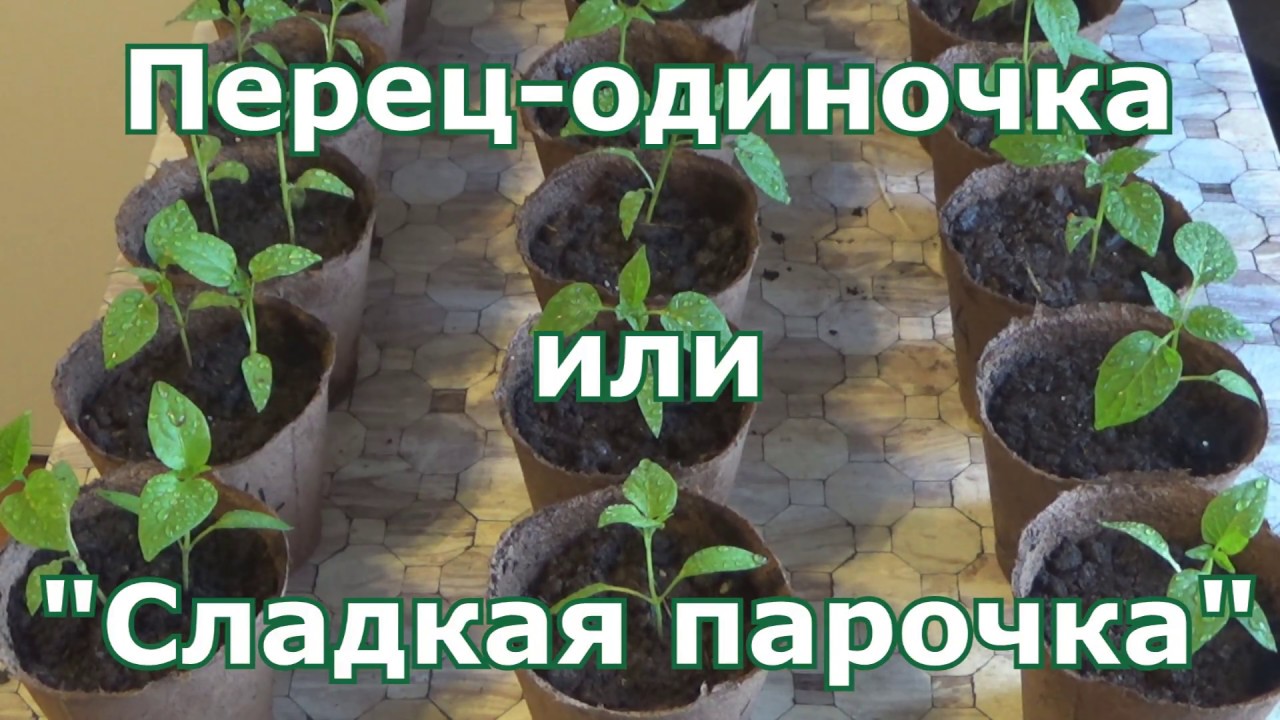 Можно сажать перец по два в лунку. Пикировка перца на рассаду по 2 штуки. Пикировка сладкого перца. Пикировка перцев в стаканчики. Рассада перца в стаканчиках.