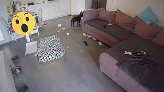 What Happens When You Leave 2 French Bulldogs Home Alone For 1 Hour