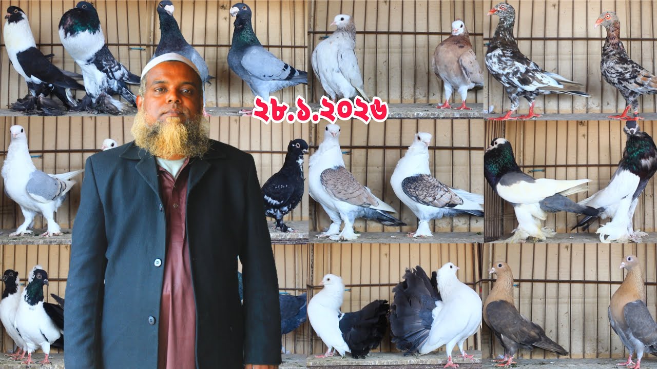 পৃথিবীর জনপ্রিয় কবুতরের কালেকশন।৩৫ জোড়া নতুন কবুতরের দাম জানুন। 