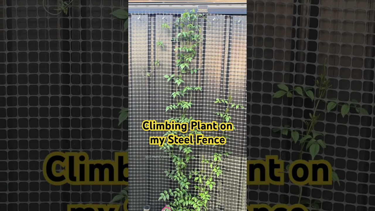 Climbing Plants on My Steel Fence