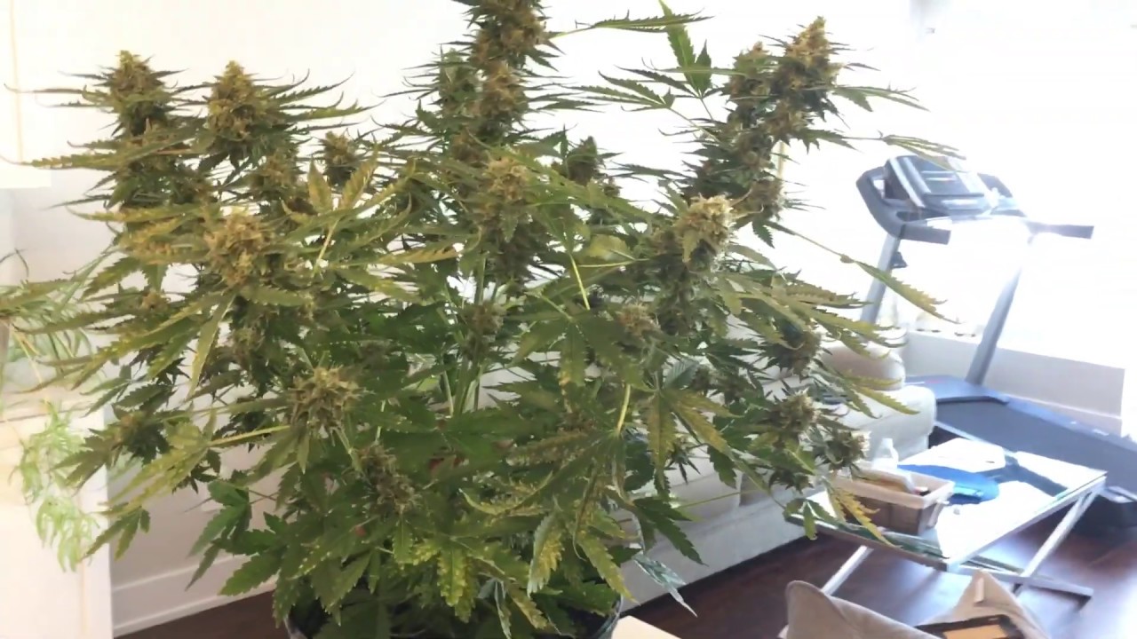 Is my weed ready to harvest? White widow auto