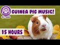 Best Remedy for Depression and Anxiety in Guinea Pigs! Help My Guinea Pig Relax! - Pet Therapy!