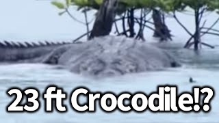 25 Foot Crocodile Seen in India