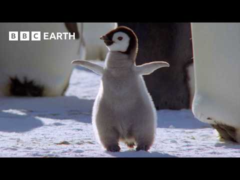 Best Penguin Moments | BBC Earth