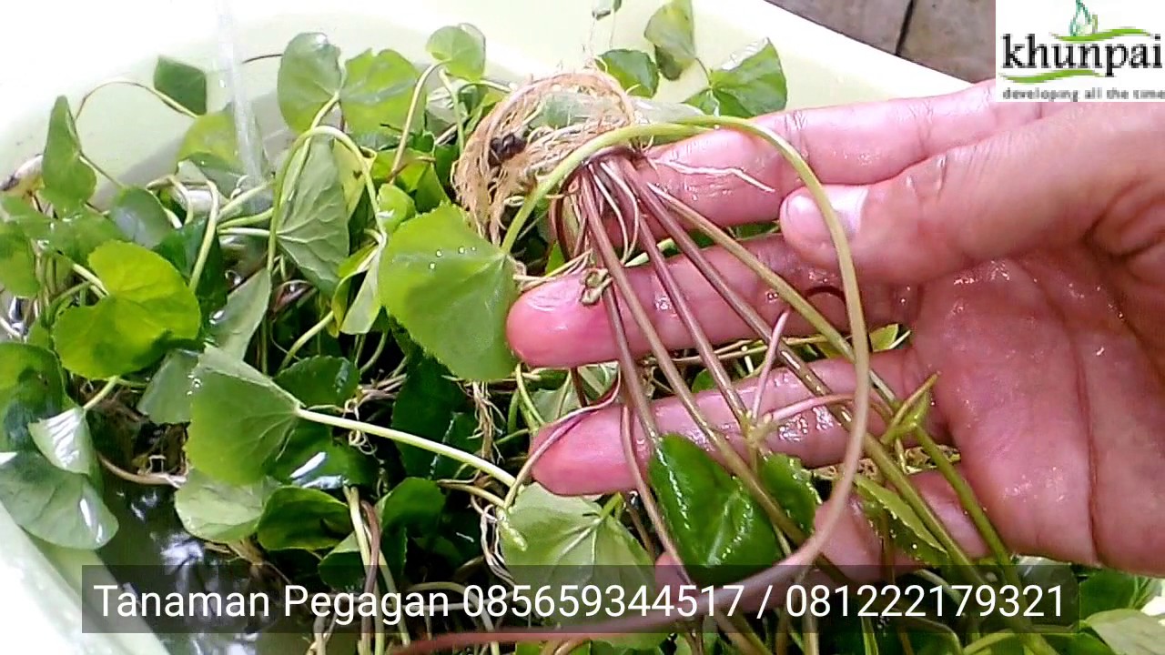 cara mendapatkan daun pegagan untuk jerawat jual segar 085659344517