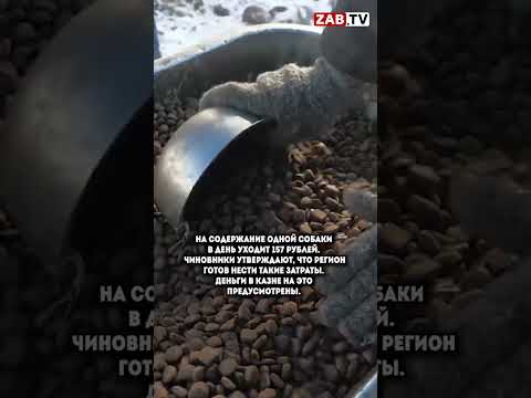 Депутаты Заксобрания одобрили возможность эвтаназии бездомных собак в регионе