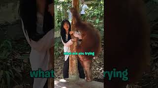 The Orangutan Chose ME To BE BULLIED...