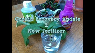 Orchid recovery update and new fertilizer
