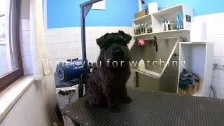 Grooming Miniature Schnauzer by Dlakca pet grooming 166 views 2 years ago 3 minutes, 35 seconds