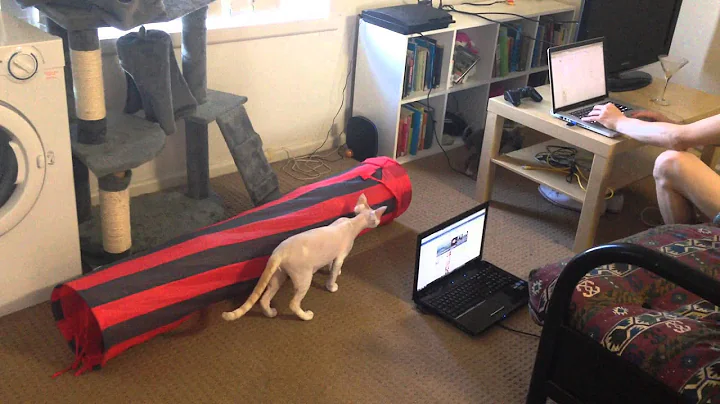 Watch the video about Cornish Rex and Devon Rex play