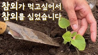 [여름_1] 네덜란드에서 참외 키우기 도전 | 만삭 임산부의 텃밭 브이로그