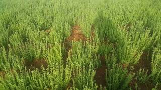 Kekik üretimi ve hasadı