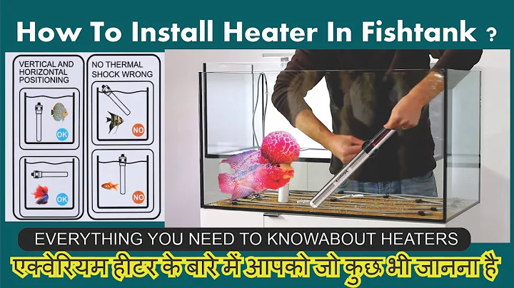 鱼缸加热器完全指南 | 了解一切关于鱼缸加热器的必备知识