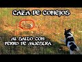 ESPECTACULAR CACERÍA de CONEJOS al salto con perro de muestra. Caza de conejos con Spaniel Breton